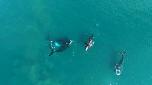 Vue aérienne d'un groupe d'accouplement de baleines Birdeye, Slowmo