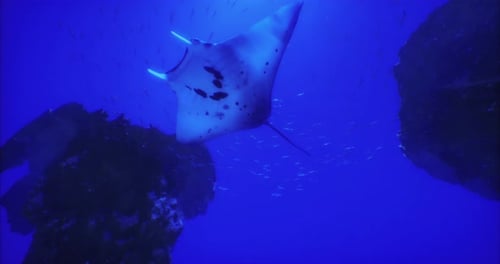 Manta Ray Gliding Gracefully Through Clear Blue Waters Near Coral Reef