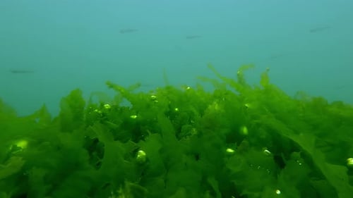Seabed covered with Sea Lettuce green algae, Ulva with air bubbles
