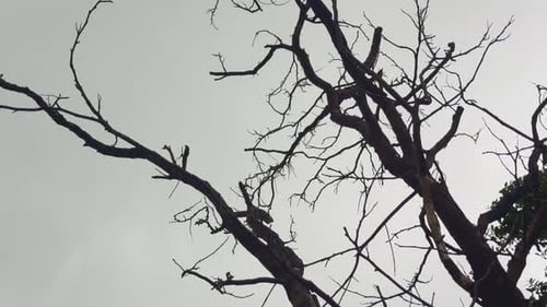 Dry Tree with Bare Branches Against Cloudy Sky