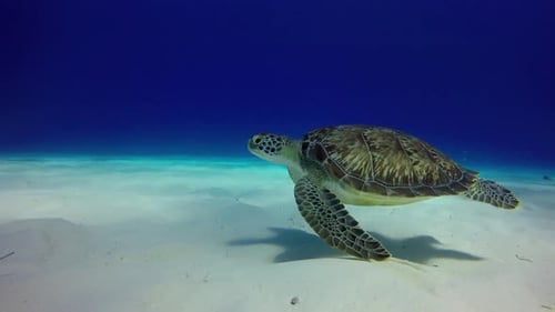 A sea turtle floats close to sandy bottom. Close up view