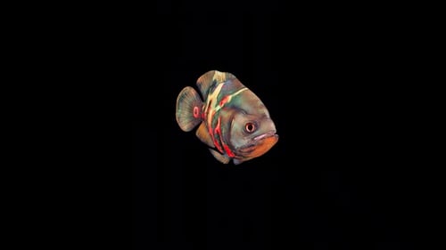 Oscar Fish Swim 2