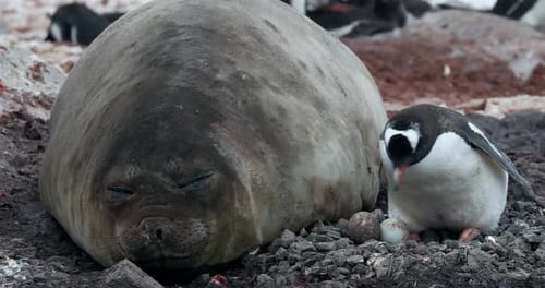 Un gran elefante marino descansando pacíficamente junto a un pequeño pingüino