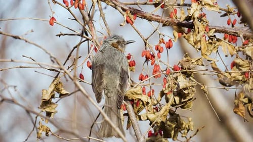 Bulbul à oreilles brunes (Hypsipetes Amaurotis) mange des cerises cornéliennes japonaises séchées posées sur un arbre