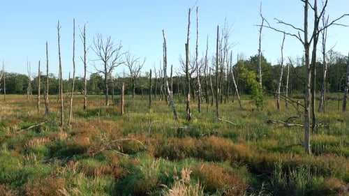 Trockene Bäume im Wildnisgebiet