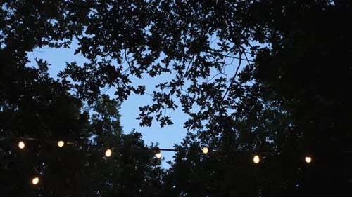 String Lights Glowing at Night Through the Trees