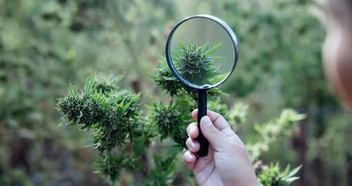 Cannabis, plant and person with magnifying glass in hand for growth, inspection and development