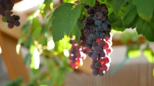 Purple grapes on vine hanging from trellis in garden, with sunlight coming through.