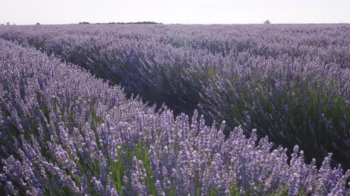 Blooming lavender fields with blue lavender flowers in summer Spain.