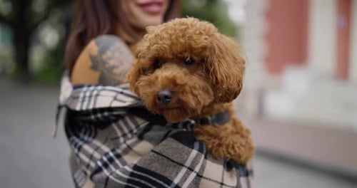 Woman holds cute brown poodle in city setting