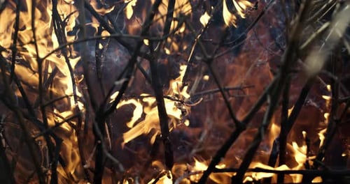 Forest fire in close-up. The branches of shrubs and trees are burning and smoking. Wildfires caused