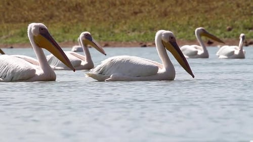 Great white pelican floating in the lake