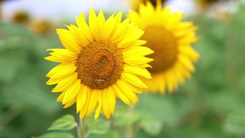 Bright Yellow Sunflowers in a Green Field