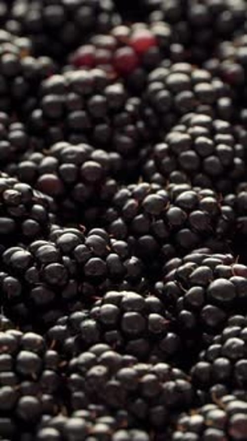 Close Up of Fresh Black Blackberry Rotate in Circle Fruits Berry Background