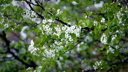 Steady Rain Falling on Flowered Tree Branches with Leaves - Real Time