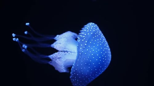 Graceful Spotted Jellyfish Pulsing Through Deep Blue Water