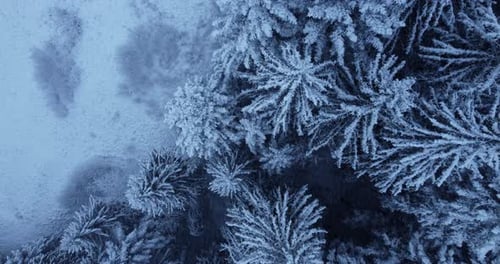 Winter Wonderland Forest Trees Woodland Scenery Outdoors