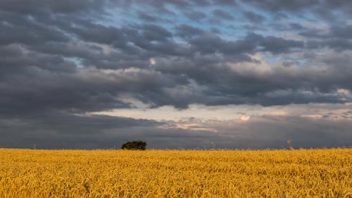 Timelapse of Dramatic Storm Clouds Moving Over Golden Wheat Field UHD