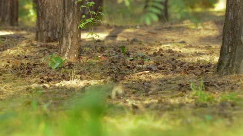 Mittlere Panoramaansicht auf den Waldboden mit Tannenzapfen, sanft von der Sonne beschienenen Grün und Braun 4k
