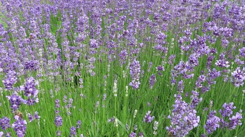 Purple common lavender herb plants (Lavandula angustifolia) waving in a mild breeze