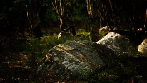 Forest in Darkness with Grass and Rocks