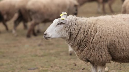 Sheep Grazing in Rural Pasture