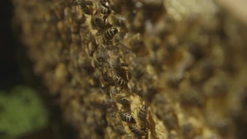 Bees Gathered on Hive