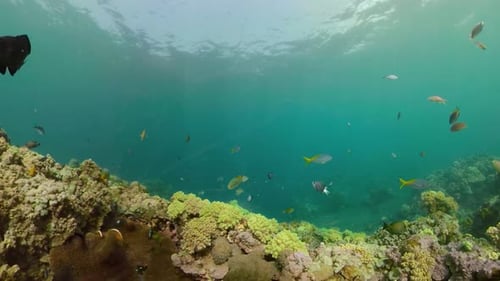 Coral Reef and Tropical Fish