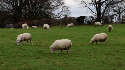 A flock of Sheep grazing in field with Jackdaws, Coloeus monedula. Winter. Powys. Wales. UK