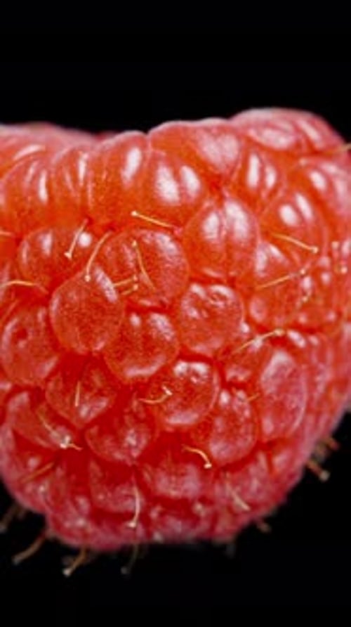 Vertical video. The isolated red raspberry rotates on a black background, looped.