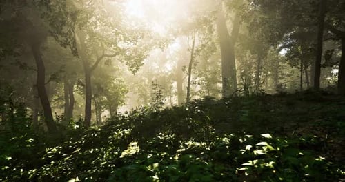 Sunlight Filters Through Trees in a Tranquil Forest During Early Morning