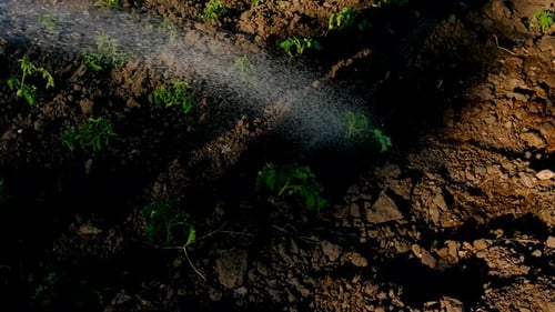 Watering Seedlings in the Garden Selective Focus