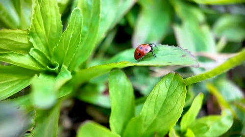 Ecological balance and natural pest control showing a ladybug walking on a green leaf in a garden.
