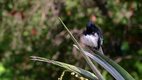 The Oriental magpie-robin is a very common passerine bird in Thailand in which it can be seen anywhe