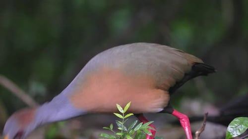 Wild close-up eating Russet-naped Wood-Rail in tropical Tikal rainforest jungle