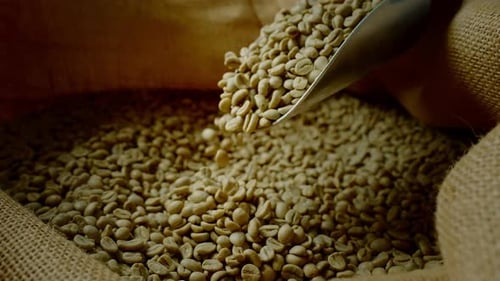 Male Hands Picking Fresh Raw Coffee Beans From a Bag at Coffee Production Concept for Making Hot
