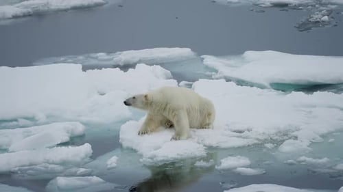Solitary Polar Bear Perched on a Shrinking Sea Ice Floe Amid Frigid Open Water Evoking Vulnerability