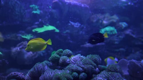 Yellow Fishes Swim in Dark Water of Aquarium Among Algae