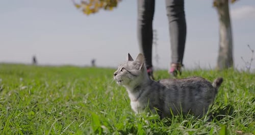 Gray Tabby Cat Exploring Grassy Field