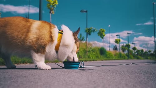 Der
rot-weiße Welsh Corgi trinkt Wasser aus einer blauen zusammenklappbaren Schale in einem öffentlichen Stadtpark. Bright s