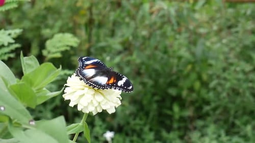Schmetterlinge sitzen auf einer schönen weißen Blume im Garten.