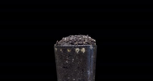 Green Pea Shoots Growing Time Lapse