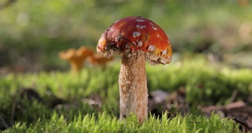 Fly agaric Mushroom In a forest.