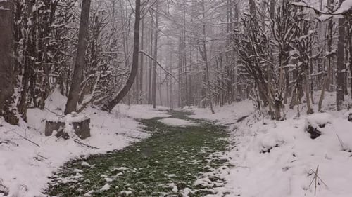 Schneewald