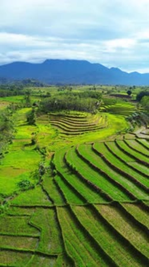 Wunderschöner Blick auf den Morgen, Indonesien, Panoramalandschaft, Reisfelder mit Schönheit, Farbe und natürlichem Himmel.