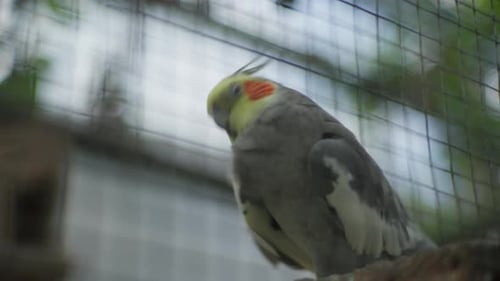 Cockatoo, lovely and colorful pet bird, close up