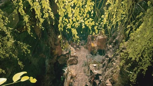 First person view of descending through a rocky, verdant crevice