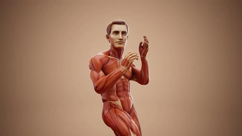 3D Stylized Human Male Muscle Anatomy Rotational Animation