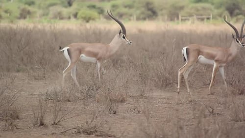 Grant's gazelles with majestic horns walk on savanna in Kenya