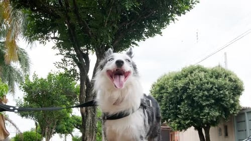 Close up of an Australian Shepherd dog on a leash, panting with its tongue out